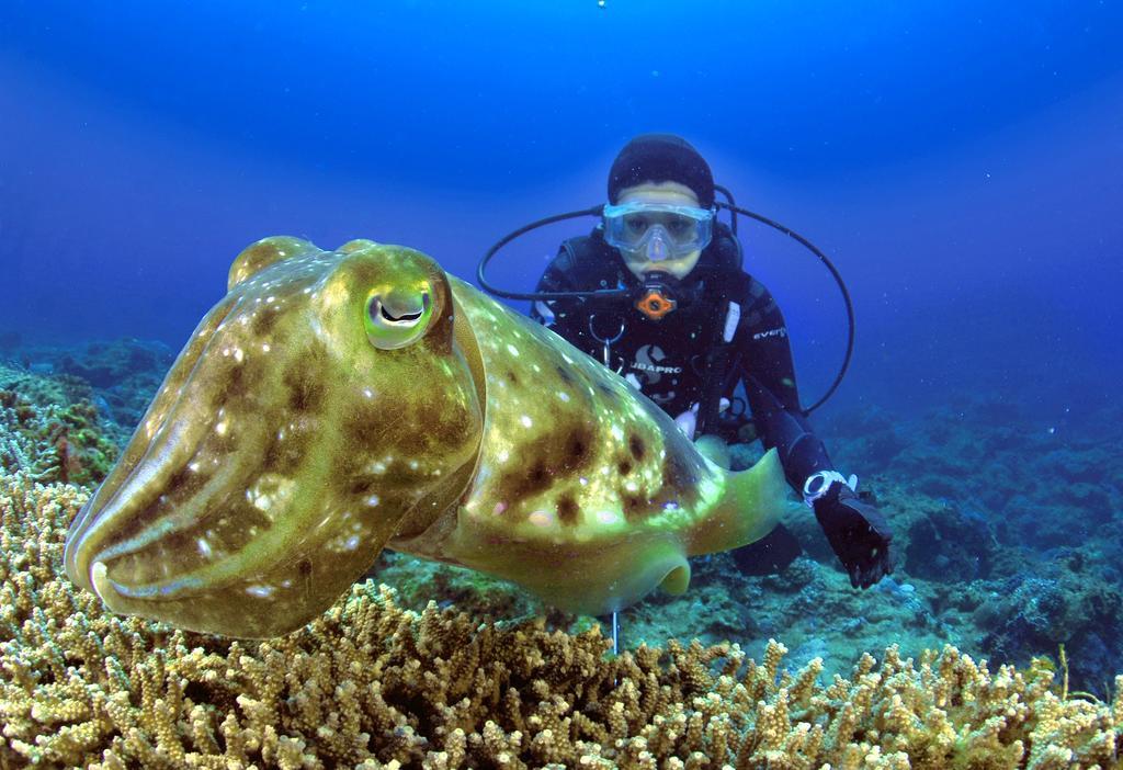Green Island Ocean Rhythem Dive B&B 綠島海韻民宿 Luaran gambar